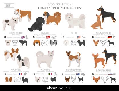 Begleiter und Miniatur Spielzeug hunde Sammlung auf Weiß isoliert. Flat Style. Andere Farbe und Herkunftsland. Vector Illustration Stock Vektor
