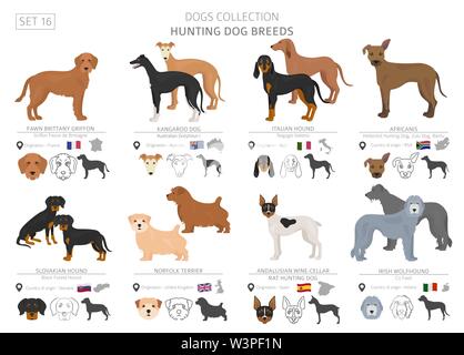 Jagdhunde Sammlung isoliert auf Weiss. Flat Style. Andere Farbe und Herkunftsland. Vector Illustration Stock Vektor