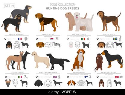 Jagdhunde Sammlung isoliert auf Weiss. Flat Style. Andere Farbe und Herkunftsland. Vector Illustration Stock Vektor