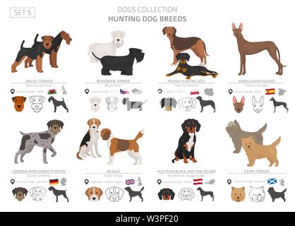 Jagdhunde Sammlung isoliert auf Weiss. Flat Style. Andere Farbe und Herkunftsland. Vector Illustration Stock Vektor