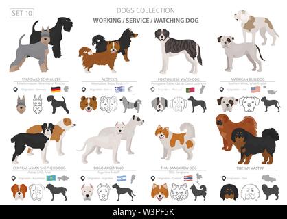 Arbeiten, Service und beobachten Hunde Sammlung isoliert auf Weiss. Flat Style. Andere Farbe und Herkunftsland. Vector Illustration Stock Vektor