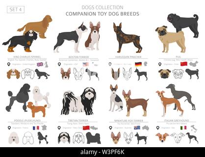 Begleiter und Miniatur Spielzeug hunde Sammlung auf Weiß isoliert. Flat Style. Andere Farbe und Herkunftsland. Vector Illustration Stock Vektor
