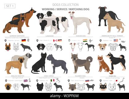 Arbeiten, Service und beobachten Hunde Sammlung isoliert auf Weiss. Flat Style. Andere Farbe und Herkunftsland. Vector Illustration Stock Vektor