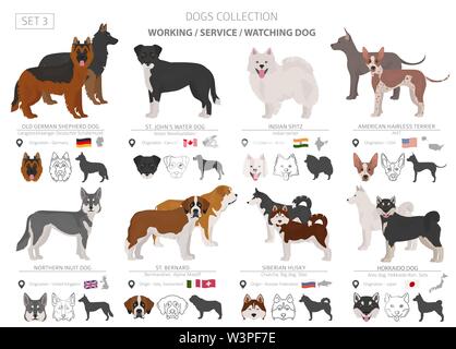 Arbeiten, Service und beobachten Hunde Sammlung isoliert auf Weiss. Flat Style. Andere Farbe und Herkunftsland. Vector Illustration Stock Vektor