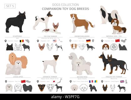 Begleiter und Miniatur Spielzeug hunde Sammlung auf Weiß isoliert. Flat Style. Andere Farbe und Herkunftsland. Vector Illustration Stock Vektor
