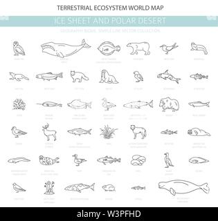 Eis und polaren Wüste biome. Einfache Linie Stil. Terrestrischen Ökosystem Weltkarte. Arktische Tiere, Vögel, Fische und Pflanzen Infografik Design. Vecto Stock Vektor