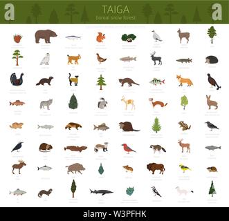 Taiga biome, boreale Schnee Wald. Terrestrischen Ökosystem Weltkarte. Tiere, Vögel, Fische und Pflanzen Infografik Design. Vector Illustration Stock Vektor