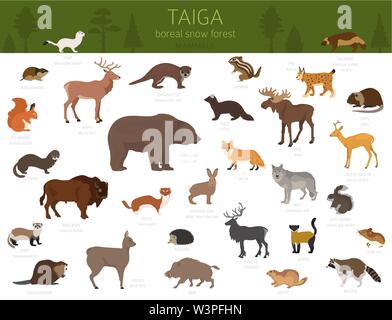 Taiga biome, boreale Schnee Wald. Terrestrischen Ökosystem Weltkarte. Tiere, Vögel, Fische und Pflanzen Infografik Design. Vector Illustration Stock Vektor