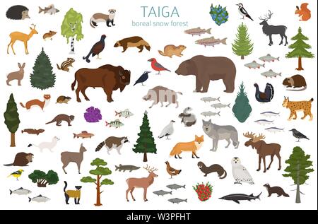 Taiga biome, boreale Schnee Wald. Terrestrischen Ökosystem Weltkarte. Tiere, Vögel, Fische und Pflanzen Infografik Design. Vector Illustration Stock Vektor