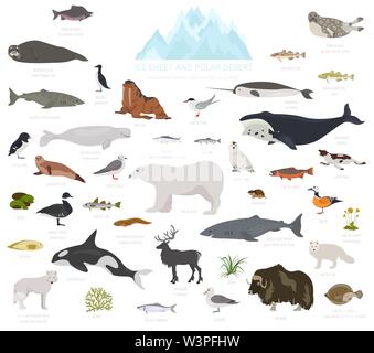 Eis und polaren Wüste biome. Terrestrischen Ökosystem Weltkarte. Arktische Tiere, Vögel, Fische und Pflanzen Infografik Design. Vector Illustration Stock Vektor