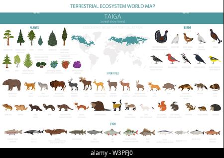 Taiga biome, boreale Schnee Wald. Terrestrischen Ökosystem Weltkarte. Tiere, Vögel, Fische und Pflanzen Infografik Design. Vector Illustration Stock Vektor