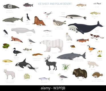 Eis und polaren Wüste biome. Terrestrischen Ökosystem Weltkarte. Arktische Tiere, Vögel, Fische und Pflanzen Infografik Design. Vector Illustration Stock Vektor