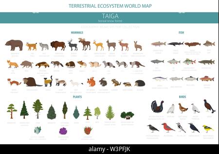 Taiga biome, boreale Schnee Wald. Terrestrischen Ökosystem Weltkarte. Tiere, Vögel, Fische und Pflanzen Infografik Design. Vector Illustration Stock Vektor