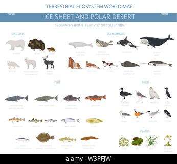 Eis und polaren Wüste biome. Terrestrischen Ökosystem Weltkarte. Arktische Tiere, Vögel, Fische und Pflanzen Infografik Design. Vector Illustration Stock Vektor