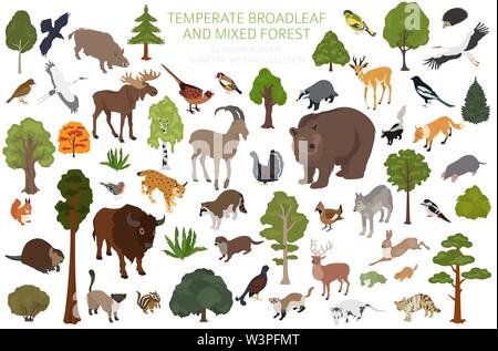 Gemäßigt breitblättrige Wald und Mischwald biome. Terrestrischen Ökosystem Weltkarte. Tiere, Vögel und Pflanzen. 3d-isometrische Grafik Design. Vektor Stock Vektor