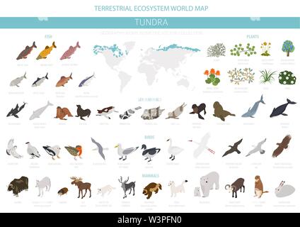 Tundra biome. Isometrische 3d-Stil. Terrestrischen Ökosystem Weltkarte. Arktische Tiere, Vögel, Fische und Pflanzen Infografik Design. Vector Illustration Stock Vektor