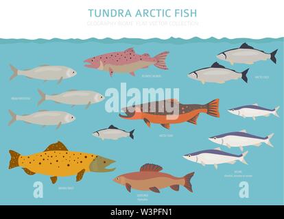 Tundra biome. Terrestrischen Ökosystem Weltkarte. Arktische fische Infografik Design. Vector Illustration Stock Vektor