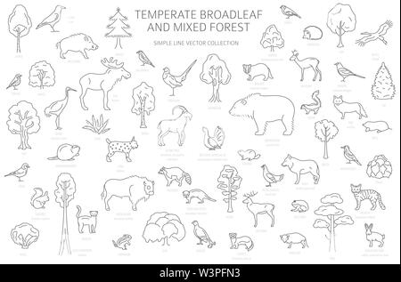 Gemäßigt breitblättrige Wald und Mischwald biome. Terrestrischen Ökosystem Weltkarte. Tiere, Vögel und Pflanzen. Einfache Gliederung Grafik Design. Vect Stock Vektor