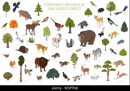 Gemäßigt breitblättrige Wald und Mischwald biome. Terrestrischen Ökosystem Weltkarte. Tiere, Vögel und Pflanzen. 3d-isometrische Grafik Design. Vektor Stock Vektor
