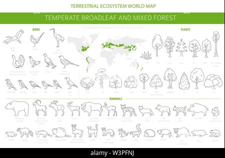 Gemäßigt breitblättrige Wald und Mischwald biome. Terrestrischen Ökosystem Weltkarte. Tiere, Vögel und Pflanzen. Einfache Gliederung Grafik Design. Vect Stock Vektor