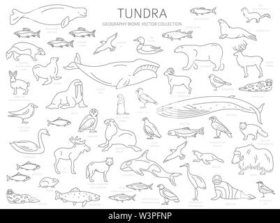 Tundra biome. Einfache Linie Stil. Terrestrischen Ökosystem Weltkarte. Arktische Tiere, Vögel, Fische und Pflanzen Infografik Design. Vector Illustration Stock Vektor