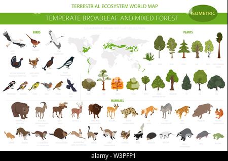 Gemäßigt breitblättrige Wald und Mischwald biome. Terrestrischen Ökosystem Weltkarte. Tiere, Vögel und Pflanzen. 3d-isometrische Grafik Design. Vektor Stock Vektor