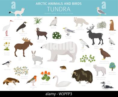 Tundra biome. Terrestrischen Ökosystem Weltkarte. Arktische Tiere und Vögel Infografik Design. Vector Illustration Stock Vektor