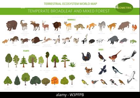 Gemäßigt breitblättrige Wald und Mischwald biome. Terrestrischen Ökosystem Weltkarte. Tiere, Vögel und Pflanzen. 3d-isometrische Grafik Design. Vektor Stock Vektor