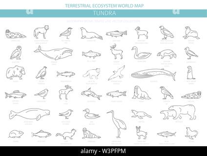 Tundra biome. Einfache Linie Stil. Terrestrischen Ökosystem Weltkarte. Arktische Tiere, Vögel, Fische und Pflanzen Infografik Design. Vector Illustration Stock Vektor