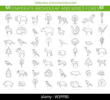 Gemäßigt breitblättrige Wald und Mischwald biome. Terrestrischen Ökosystem Weltkarte. Tiere, Vögel und Pflanzen. Einfache Gliederung Grafik Design. Vect Stock Vektor