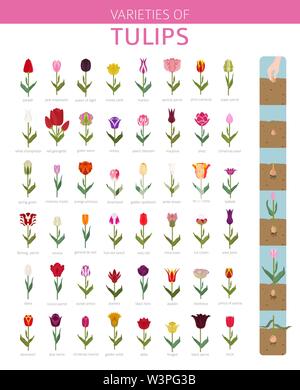 Tulip Sorten flachbild Icon Set. Garten Blumen und Zimmerpflanzen Infografik. Vector Illustration Stock Vektor