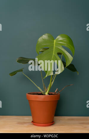 Zimmerpflanze im Innenraum - Monstera auf einer hölzernen Tischplatte vor einer grünen Wand Stockfoto