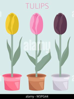 Tulip Sorten flachbild Icon Set. Garten Blumen und Zimmerpflanzen Infografik. Vector Illustration Stock Vektor