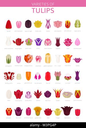 Tulip Sorten flachbild Icon Set. Garten Blumen und Zimmerpflanzen Infografik. Vector Illustration Stock Vektor