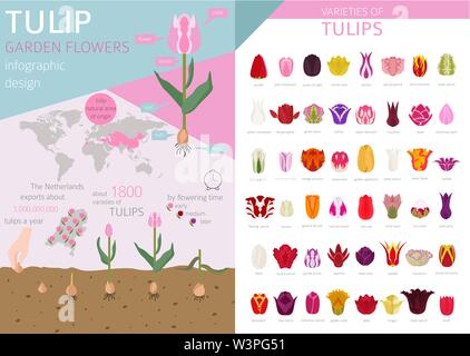 Tulip Sorten flachbild Icon Set. Garten Blumen und Zimmerpflanzen Infografik. Vector Illustration Stock Vektor