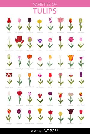 Tulip Sorten flachbild Icon Set. Garten Blumen und Zimmerpflanzen Infografik. Vector Illustration Stock Vektor