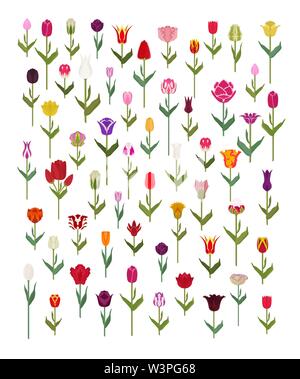 Tulip Sorten flachbild Icon Set. Garten Blumen und Zimmerpflanzen Infografik. Vector Illustration Stock Vektor