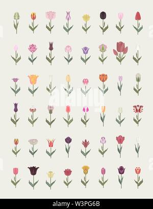 Tulip Sorten flachbild Icon Set. Garten Blumen und Zimmerpflanzen Infografik. Vector Illustration Stock Vektor