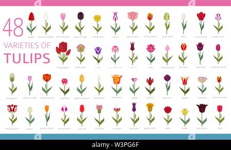 Tulip Sorten flachbild Icon Set. Garten Blumen und Zimmerpflanzen Infografik. Vector Illustration Stock Vektor