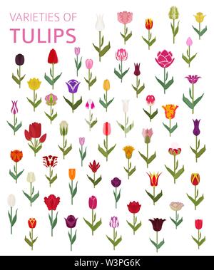 Tulip Sorten flachbild Icon Set. Garten Blumen und Zimmerpflanzen Infografik. Vector Illustration Stock Vektor