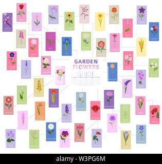 Ihr Garten guide. Top 50 der beliebtesten Blumen Infografik. Vector Illustration Stock Vektor