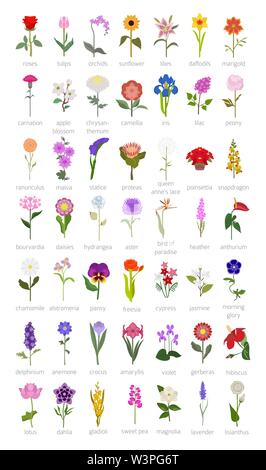 Ihr Garten guide. Top 50 der beliebtesten Blumen Infografik. Vector Illustration Stock Vektor