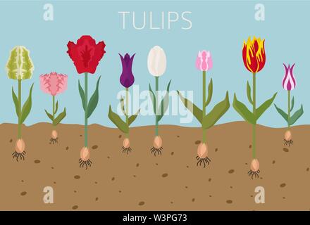 Tulip Sorten flachbild Icon Set. Garten Blumen und Zimmerpflanzen Infografik. Vector Illustration Stock Vektor