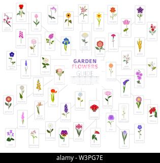 Ihr Garten guide. Top 50 der beliebtesten Blumen Infografik. Vector Illustration Stock Vektor