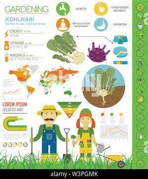 Kohlrabi, Kohl Rübe nützlichen Merkmale grafische Vorlage. Gartenbau, Landwirtschaft Infografik, wie es wächst. Flat Style Design. Vector Illustration Stock Vektor
