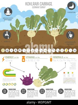 Kohlrabi, Kohl Rübe nützlichen Merkmale grafische Vorlage. Gartenbau, Landwirtschaft Infografik, wie es wächst. Flat Style Design. Vector Illustration Stock Vektor