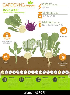 Kohlrabi, Kohl Rübe nützlichen Merkmale grafische Vorlage. Gartenbau, Landwirtschaft Infografik, wie es wächst. Flat Style Design. Vector Illustration Stock Vektor