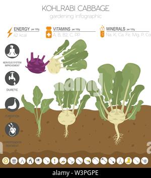Kohlrabi, Kohl Rübe nützlichen Merkmale grafische Vorlage. Gartenbau, Landwirtschaft Infografik, wie es wächst. Flat Style Design. Vector Illustration Stock Vektor