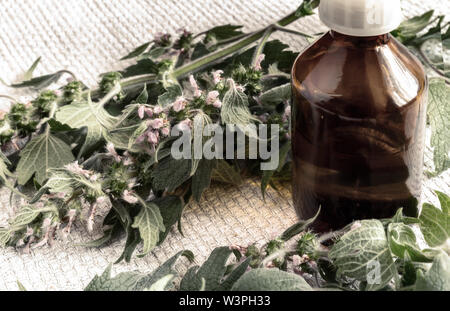 Wertvolle Heilpflanze - motherwort mit Blumen und Blätter auf einem weißen Hintergrund. Als nächstes kommt die Infusion von motherwort in einer dunklen Flasche, eine Medizin Stockfoto