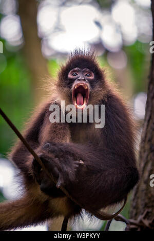 Portrait der niedlichen brauner Affe auf den Ast in den Dschungel. Stockfoto